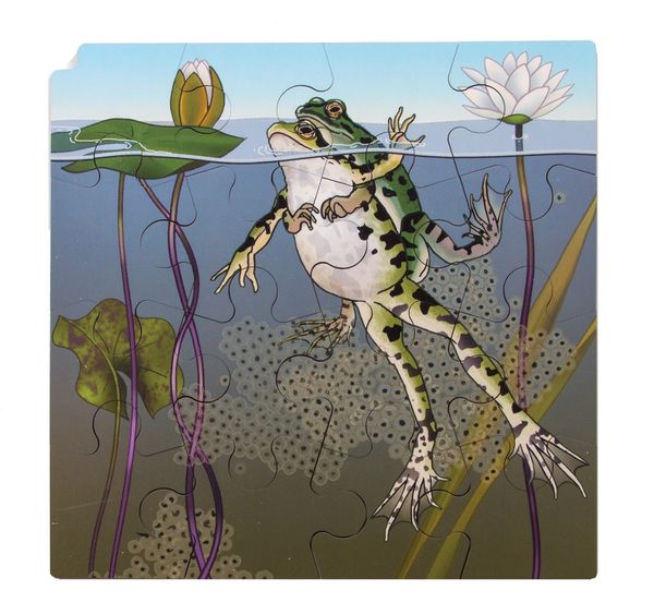 Circle of life Puzzle, Frosch, Holz, 86 Teile, ab 3 Jahre Circle of life Puzzle, Frosch, Holz, 86 Teile, ab 3 Jahre