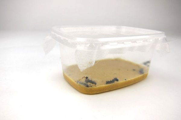 Schmetterlingsraupen, Gutschein, 5 Raupen Schmetterlingsraupen, Gutschein, 5 Raupen