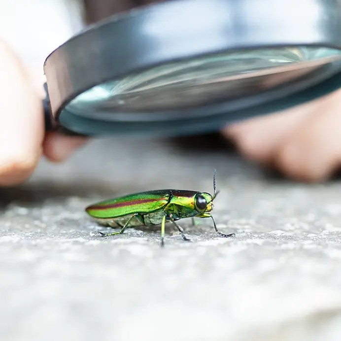 Kita-Projekte zum Thema Insekten: Grashüpfer unter der Lupe