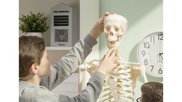Skelettmodell, Anatomie, Schädel, Bewegliches Skelett, Kinderlabor