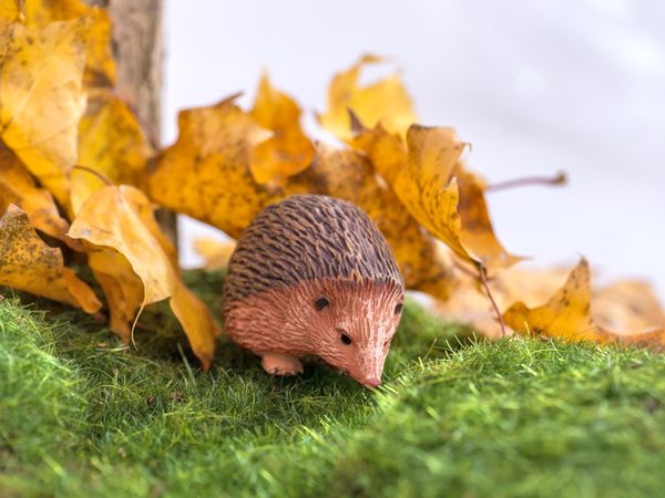 Igel, Wildlife, braun, Herbst, Gras