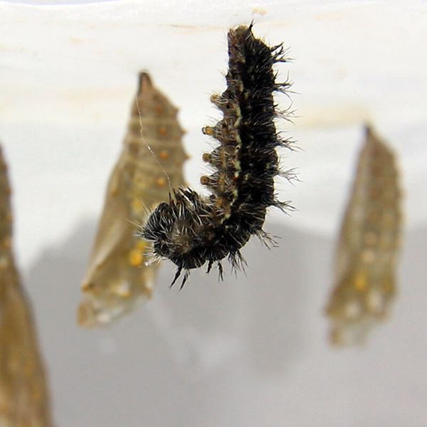  Larve,  moth,  Raupe,  haarig,  gekrümmt
