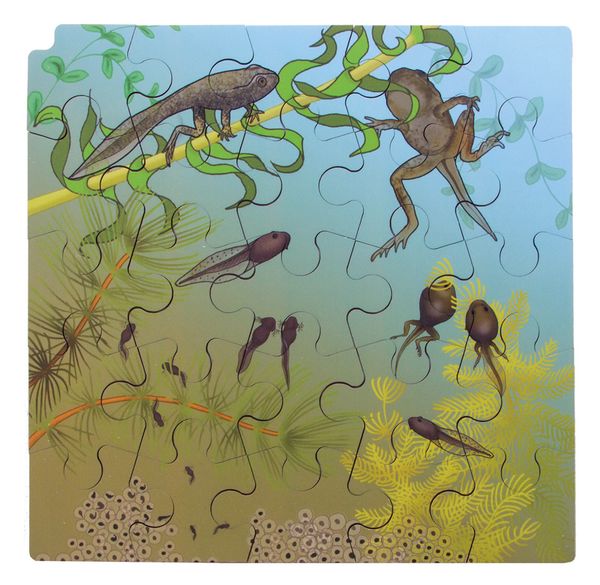 Circle of life Puzzle, Frosch, Holz, 86 Teile, ab 3 Jahre Circle of life Puzzle, Frosch, Holz, 86 Teile, ab 3 Jahre