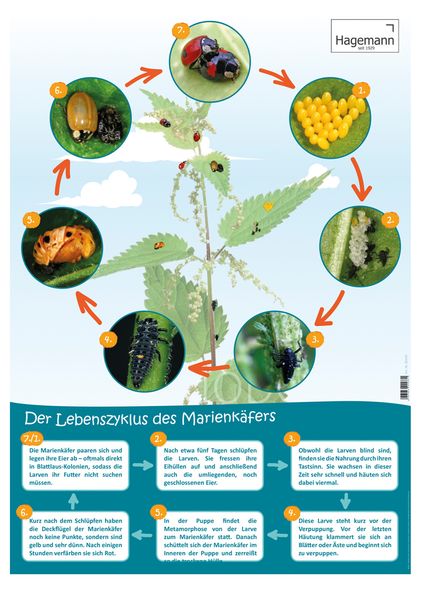 Marienkäfer, Insektenzyklus, Raupe, Eier, Blattpflanze