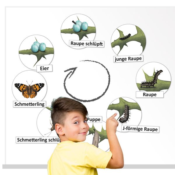 Eier, Raupe, Puppe, J-förmige Raupe, Schmetterling