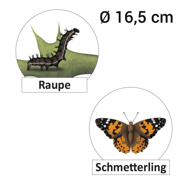 Lebenszyklus Schmetterling, magnetisch, 16-tlg. Lebenszyklus Schmetterling, magnetisch, 16-tlg.
